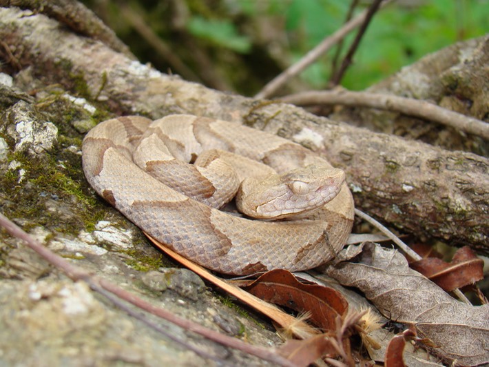 Copperhead 1.JPG