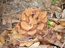 Copperhead 2.JPG