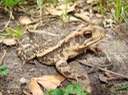 DSC07390