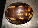 DSC07852