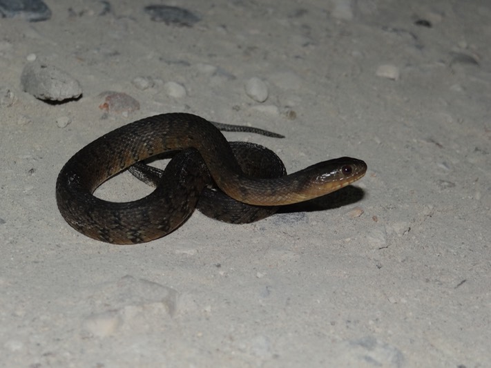 DSC08239
