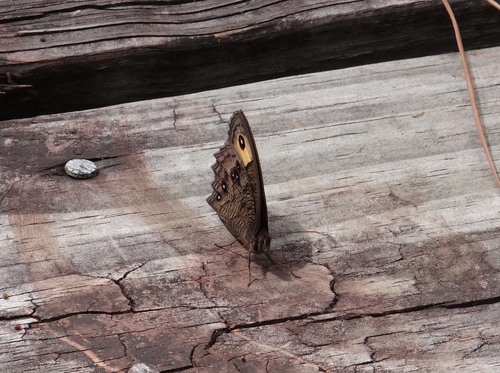DSC08416 Common Wood Nymph (2)
