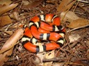 Milksnake 3.JPG