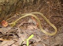 Western Ribbonsnake 1.JPG