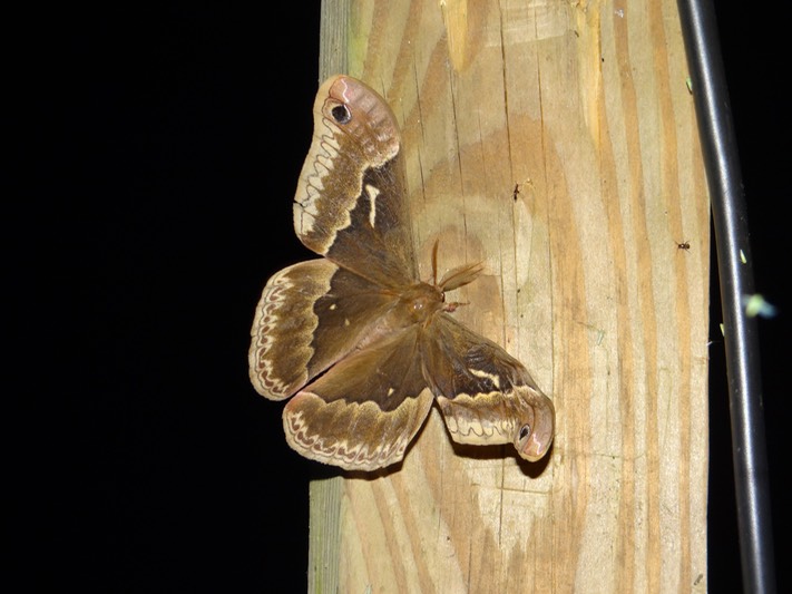 DSC09400 Promethea Silkmoth