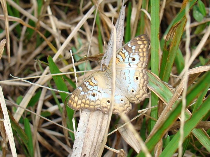 DSC09489 South Florida