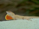 DSC09579 (2)