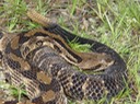 Timber Rattlesnake 1.JPG
