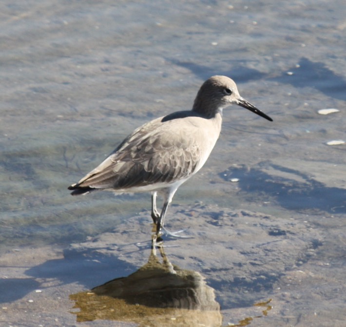 Dunlin