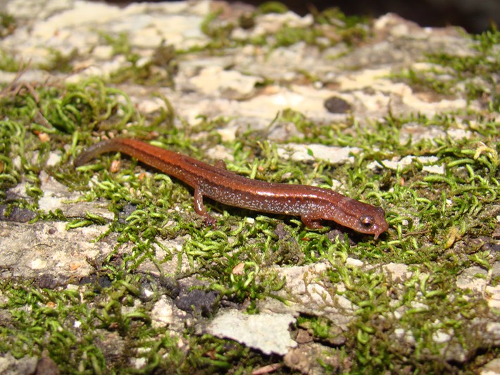 Dwarf Salamander Kisatchie