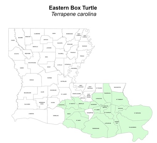 Eastern Box Turtle