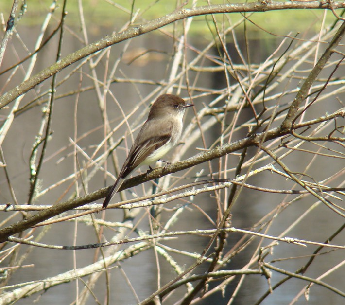 Eastern Phoebe Lake Martin 5