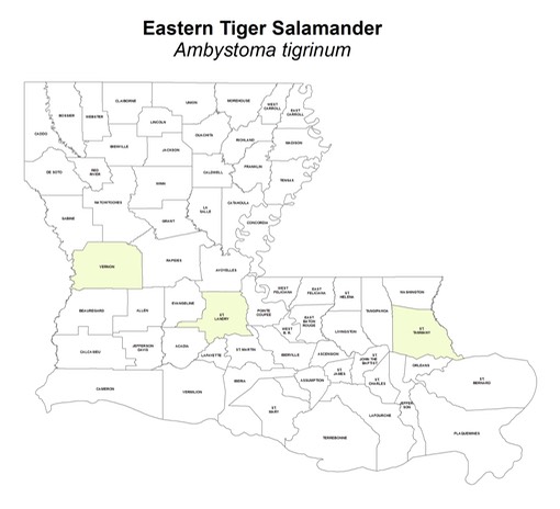 Eastern_Tiger_Salamander
