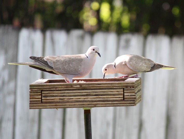 Eurasian Collared Dove (2)