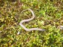 Flat-headed Snake Marble Creek - Twain NF Madison County.jpg