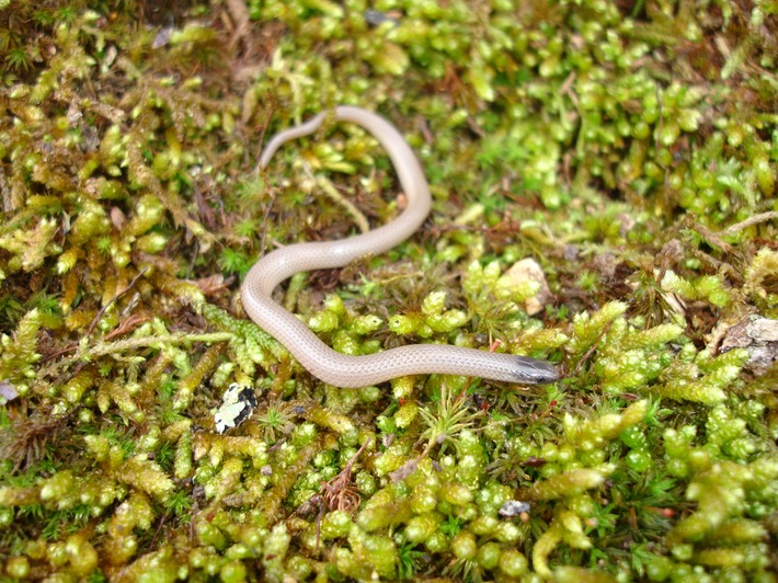 Flat-headed Snake Marble Creek - Twain NF Madison County.jpg