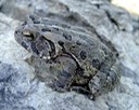 Flat Rock 070 (2)