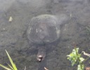 Florida Softshell Alachua County 1