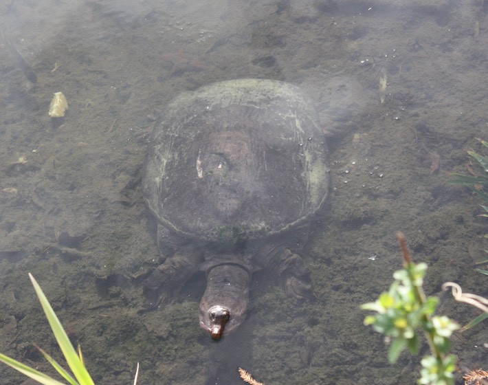 Florida Softshell Alachua County 1
