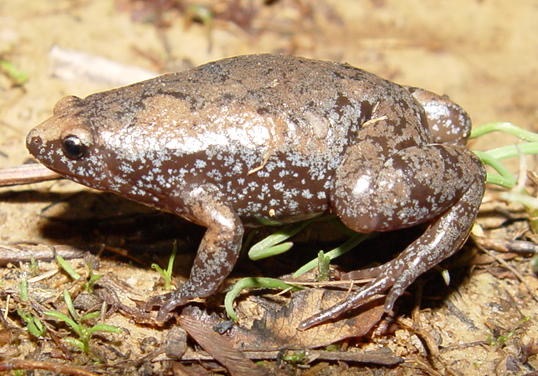 G. carolinensis AFB