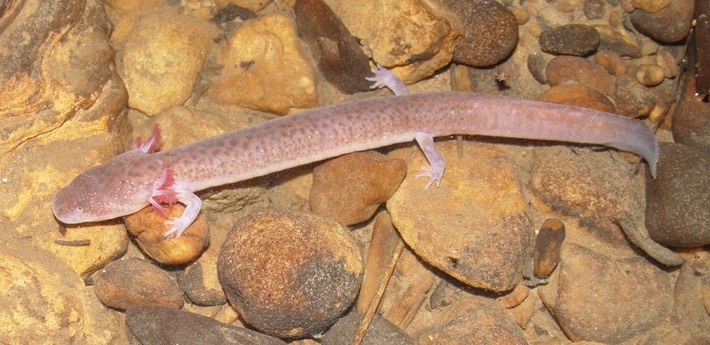 G. palleucus (8) GPAL Grundy