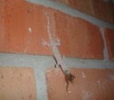 Gecko in Lafayette (2)