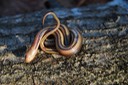 Glossy Crayfish Snake 1.JPG