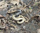 Glossy Crayfish Snake.JPG