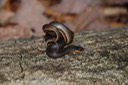 Glossy Crayfish Snake 2.JPG
