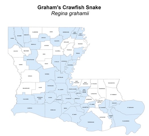 Graham's Crawfish Snake