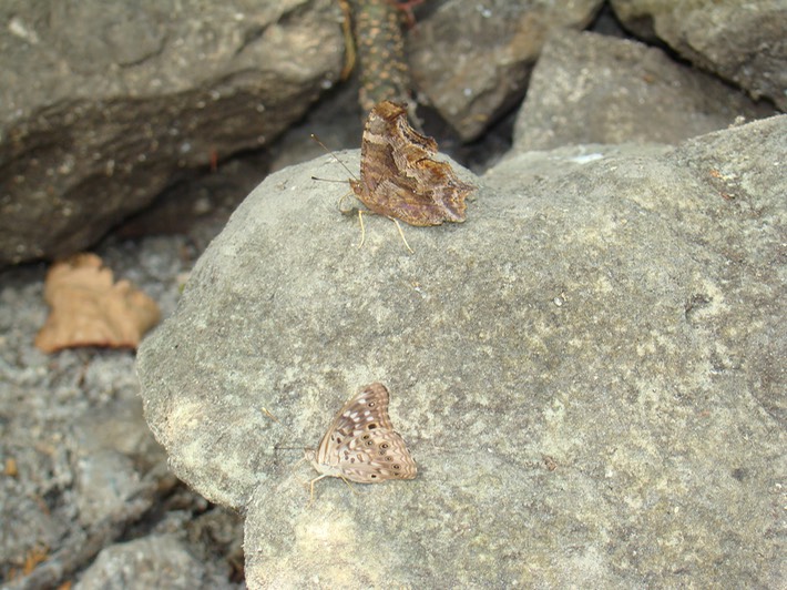 Gray Comma - Polygonia progne & Hackberry Emperor - Asterocampa celtis