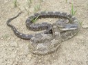 Gray Ratsnake 1.JPG