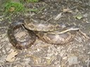 Gray Ratsnake 2.jpg