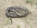 Gray Ratsnake 2.JPG