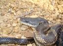 Gray Ratsnake Morgan Brake NWR Holmes County 2.jpg