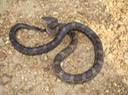 Gray Ratsnake Morgan Brake NWR Holmes County 1.jpg