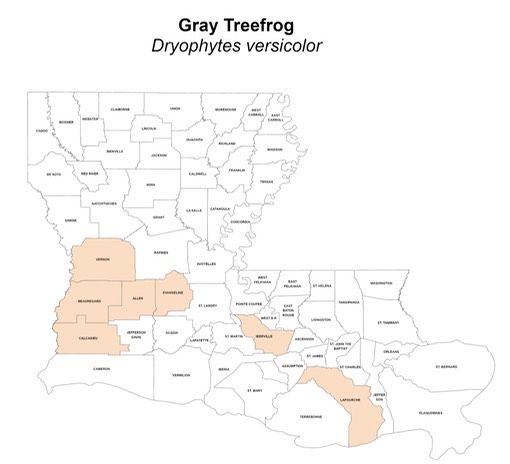 Gray Treefrog