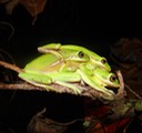 Green Treefrog BITH