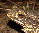 Gulf Coast Toad BITH