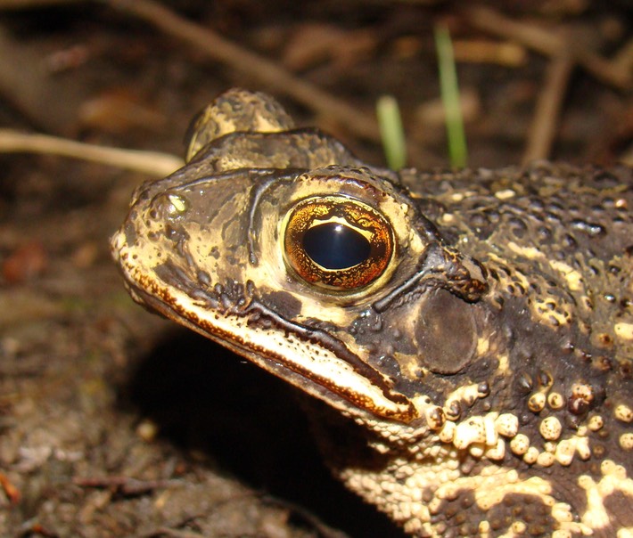 Gulf Coast Toad BITH