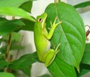 H. cinerea (11) (2)