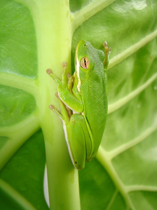 H. cinerea (3)
