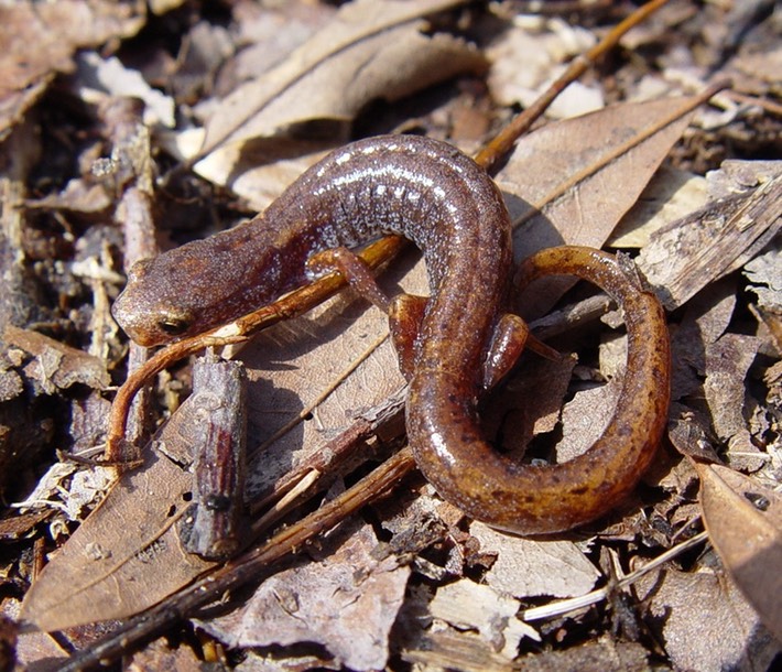 H. scutatum 8 (2)