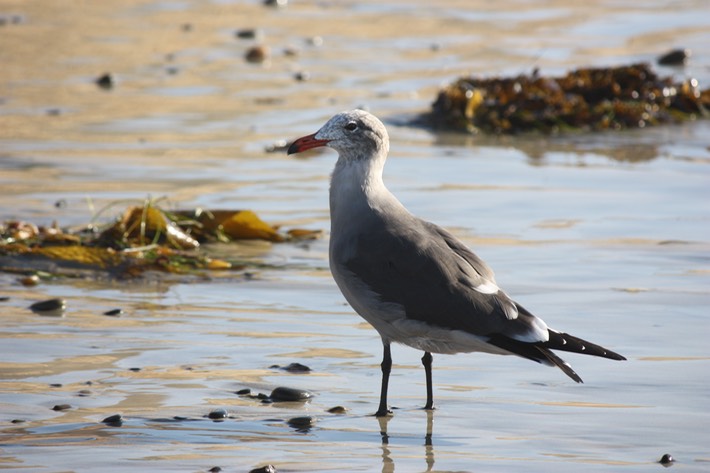 Heermann's Gull