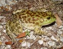 herp 018 (2) Hwy 51
