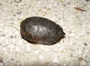 herp 023 Hwy51