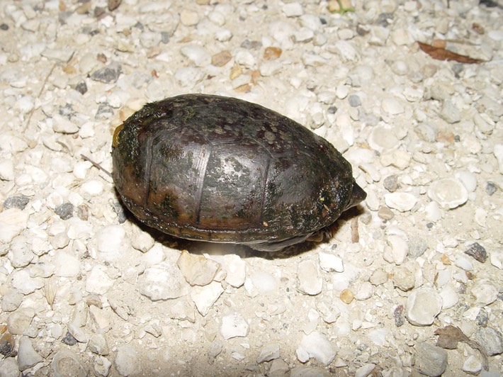 herp 023 Hwy51