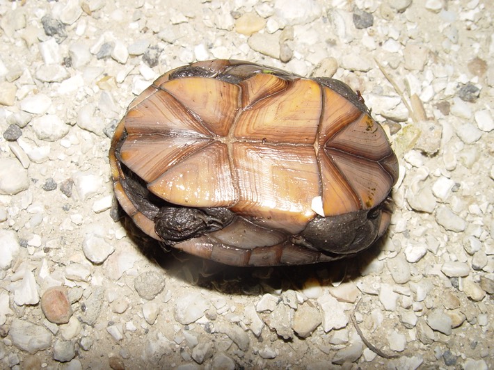 herp 024