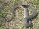 Plain-bellied Watersnake Hammond 1.jpg