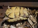 herp 103